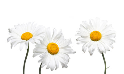  Chamomile flowers collage isolated on white background, floral design wallpaper