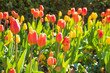 © T.Kurohara - チューリップ