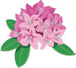 Rhododendron Vector Illustration