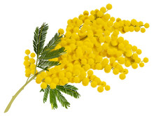 Yellow Mimosa Branch Flower. Acacia Symbol Of Love In Italy