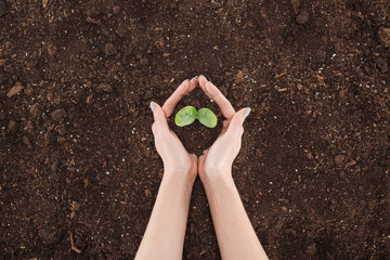 Wall Mural - cropped view of woman holding ground with green plant in hands, protecting nature concept