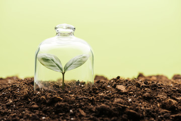 Wall Mural - small green plant covered under bell jar isolated on green