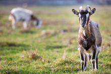 Nice White Brown Hairy Bearded Goat With Long Horns And Beard On Bright Sunny Warm Summer Day On Blurred Green Grassy Field Background. Domestic Animals Farming Concept.