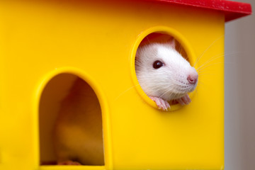 Wall Mural - Funny young white and gray tame curious mouse hamster baby with shiny eyes looking from bright yellow cage window. Keeping pet friends at home, care and love to animals concept.