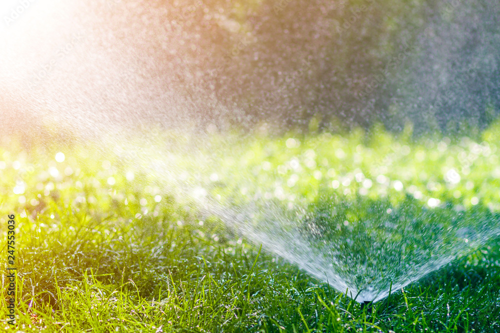 Lawn water sprinkler spraying water over lawn green fresh grass in garden or backyard on hot summer day. Automatic watering equipment, lawn maintenance, gardening and tools concept. - obrazy, fototapety, plakaty 