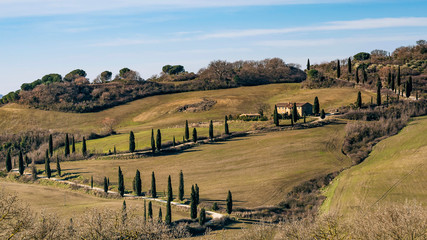 Wall Mural - Typical rural landscape of the Tuscan countryside south of Siena, Italy, with cypresses bordering the dirt road