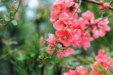 Wall Mural - pink Chaenomeles bush blossom in springtime