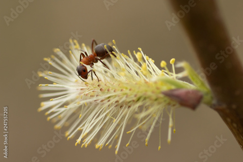 Plakat mrówka na zbliżenie oddziału