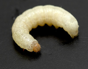 silkworm white caterpillar on a black background