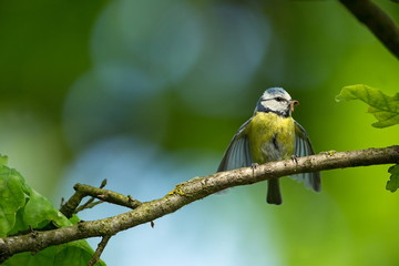 Wall Mural - Cyanistes caeruleus. Wildlife. Wild nature of Czech. Beautiful picture. Free nature. From bird life. Spring. Blue bird.