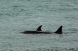 Orca Patagonia , Argentina