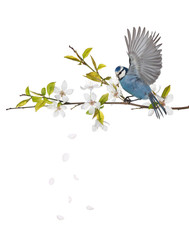 Wall Mural - small blue tit on cherry tree blossoming branch