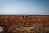 Fototapeta Sawanna - People harvesting chillies in the sun on a farm Limpopo South Africa