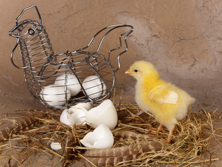 Wall Mural - Metal easter basket and chick