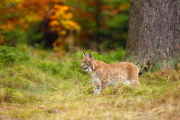 Canvas Print - The Eurasian lynx (Lynx lynx) a young lynx in green plants, autumn forest background.