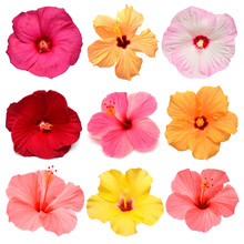 Collection Head Multicolored Hibiscus Flowers Isolated On White Background. Tropical Plant. Flat Lay, Top View. Creative Card. Orange, Red, Pink, Yellow