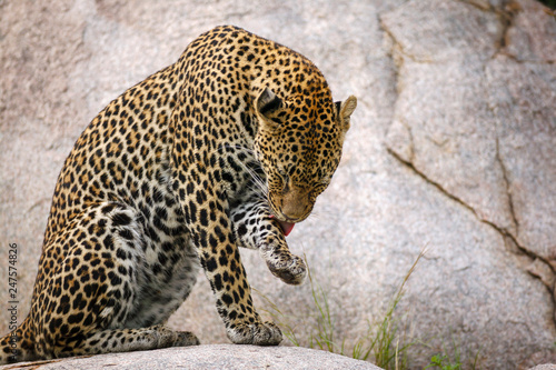 Plakat Lampart (Panthera pardus). Mpumlanga. Afryka Południowa