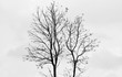 © sema_srinouljan - big tree - monochrome