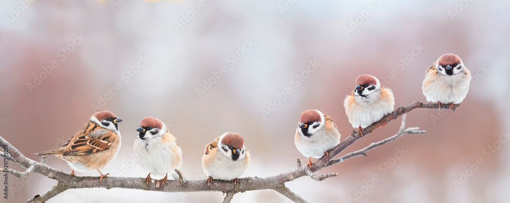 beautiful little birds are sitting next to each other on a branch in a Sunny spring Park and chirping merrily - obrazy, fototapety, plakaty 