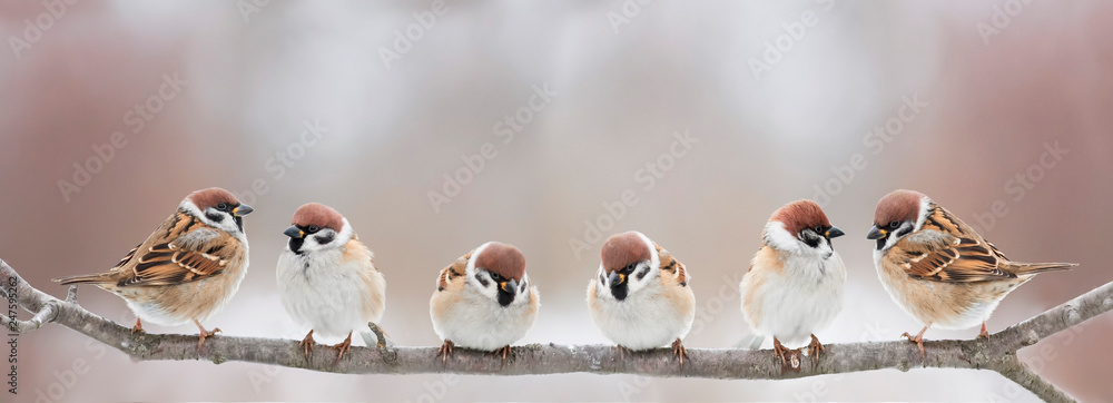 funny little birds sit on a branch in a spring Sunny Park and chirp - obrazy, fototapety, plakaty 