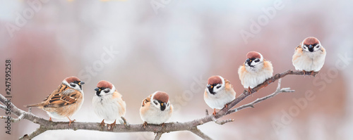 Fotomural beautiful little birds are sitting next to each other on a branch in a Sunny spr