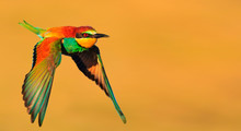Bird Of Paradise In Flight On A Yellow Background