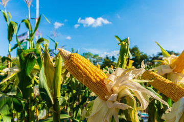 Wall Mural - Fresh organic corn and corn tree in corn field.