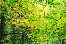 Ginkgo Biloba Trees Turning Yellow In Autumn