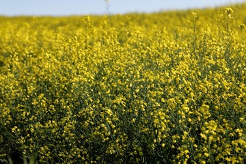 Canola Field In bloom