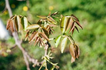 Welcome spring. The leaves of the young walnut tree begin to blossom from the warm spring weather