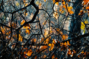Canvas Print - Autumn leaves show bramble of limbs and vines in the woods. 