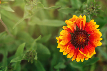 orange flower on a green background. flowers for the garden and dacha.