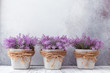 Small purple flowers in gray ceramic pots on stone background Rustic style