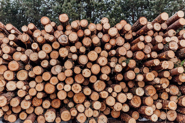 piled logs of felled pine trees, spruce.