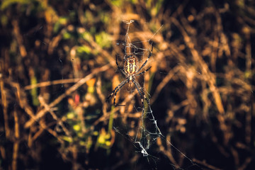 Spider on the web