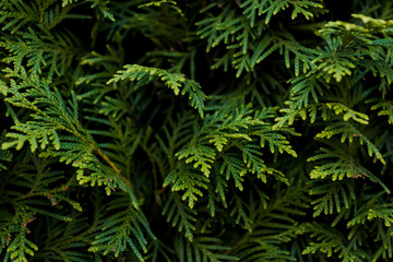 closeup of beautiful green christmas leaves of thuja trees on green background. thuja twig, thuja oc