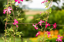 Nobody Closeup Of Spring Summer Garden With Hanging Creeping Climbing Plant Pink Clematis Flowers Covering Metal Wire In Backyard Porch And Background Bokeh Of Landscape