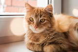 Fototapeta Koty - Orange furry cat at home. Cute ginger cat siting on window sill and looking curiously. Red cat indoor. Comfort home zone. Domestic pets