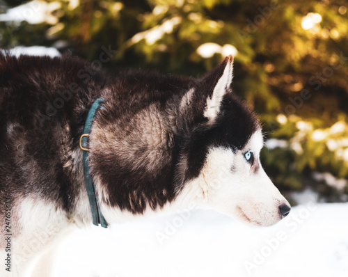 Plakat Zimowy pies husky