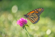 Monarch Butterfly, Danaus Plexippus