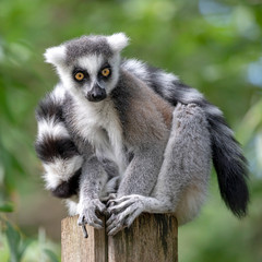 Wall Mural - Ring Tailed Lemur