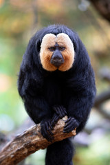 Poster - White faced monkey