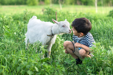 A little boy wearing  stripped vest squats and  talks to a white goat on a lawn on a farm They look at each other attentively