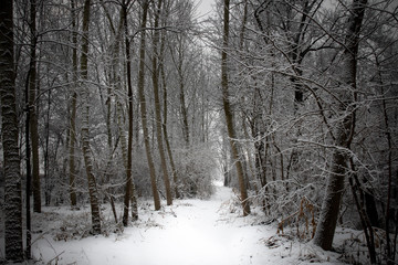  trees and lake in winter