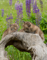Wall Mural - Bobcat Kittens Posing on a Log with Purple Lupine in the Background