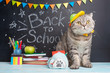 © Anton - Funny cat schoolboy on the background of the blackboard. Back to school