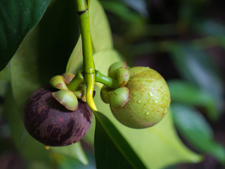 Mangosteen on tree