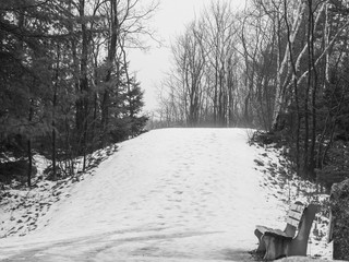 Road in winter forest on a misty day, fog.