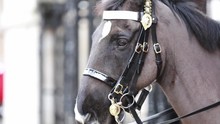 Traditional Household Cavalry Horse  At Horse Guards, A Historic Building In The City Of London