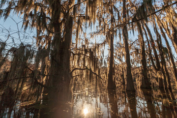 Wall Mural - Caddo Lake State Park